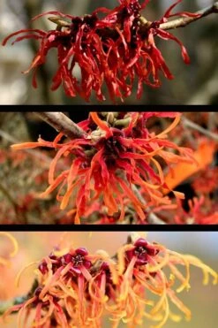 Diane Red Witch Hazel (Hamamelis X Intermedia) - 7 Gallon Pot -Garden Plants Shop hamamelis intermedia diane witch hazel 5