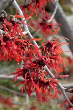Diane Red Witch Hazel (Hamamelis X Intermedia) - 7 Gallon Pot -Garden Plants Shop hamamelis intermedia diane witch hazel 6