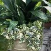Variegated Algerian Ivy (Hedera Algeriensis 'Gloire De Marengo') - 5 Pack Of Pint Pots