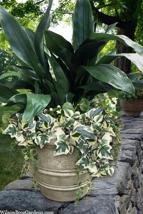 Variegated Algerian Ivy (Hedera Algeriensis 'Gloire De Marengo') - 5 Pack Of Pint Pots 3 Variegated Algerian Ivy (Hedera Algeriensis 'Gloire De Marengo') - 5 Pack Of Pint Pots