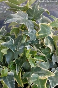 Ingelise English Ivy (Hedera) - 10 Pack Of 4" Pots 11 Ingelise English Ivy (Hedera) - 10 Pack Of 4" Pots -Garden Plants Shop hedera helix ingelise english ivy 4