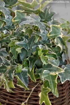Ingelise English Ivy (Hedera) - 10 Pack Of 4" Pots 13 Ingelise English Ivy (Hedera) - 10 Pack Of 4" Pots -Garden Plants Shop hedera helix ingelise english ivy 6