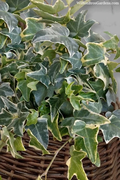 Ingelise English Ivy (Hedera) - 10 Pack Of 4" Pots 8 Ingelise English Ivy (Hedera) - 10 Pack Of 4" Pots - Image 6