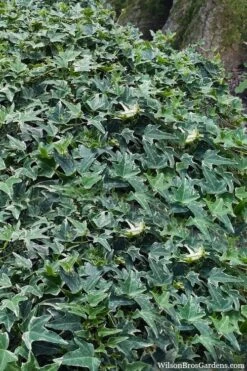 Ingelise English Ivy (Hedera) - 10 Pack Of 4" Pots 12 Ingelise English Ivy (Hedera) - 10 Pack Of 4" Pots -Garden Plants Shop hedera helix ingelise english ivy 7