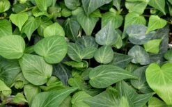 Teardrop Ivy (Hedera Helix) - 5 Pack Of Pint Pots 9 Teardrop Ivy (Hedera Helix) - 5 Pack Of Pint Pots -Garden Plants Shop hedera helix teardrop ivy 100