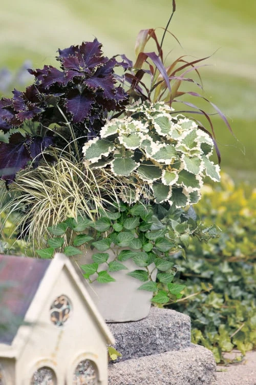 Teardrop Ivy (Hedera Helix) - 5 Pack Of Pint Pots 5 Teardrop Ivy (Hedera Helix) - 5 Pack Of Pint Pots - Image 3
