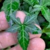 Wilson Ivy (Hedera Helix) - 5 Pack Of Quart Pots -Garden Plants Shop hedera helix wilsonii wilson ivy 3
