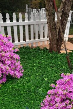 Wilson Ivy (Hedera Helix) - 5 Pack Of Quart Pots -Garden Plants Shop hedera helix wilsonii wilson ivy 5