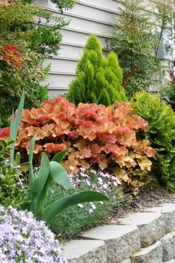 Caramel Heuchera (Villosa Hybrid) - 5 Pack Of Quart Pots -Garden Plants Shop heuchera caramel 21