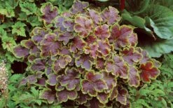 Solar Eclipse Heucherella (Foamy Bells) - 1 Gallon Pot -Garden Plants Shop heucherella solar eclipse 3