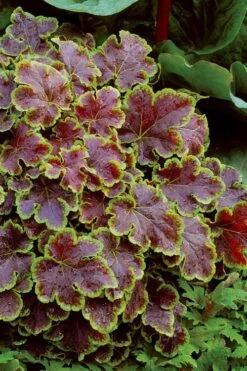 Solar Eclipse Heucherella (Foamy Bells) - 1 Gallon Pot -Garden Plants Shop heucherella solar eclipse 4