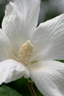 Diana White Rose Of Sharon (Althea) - Hibiscus Syriacus - 1 Gallon Pot -Garden Plants Shop hibiscus syriacus diana rose of sharon 2
