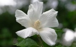Diana White Rose Of Sharon (Althea) - Hibiscus Syriacus - 1 Gallon Pot -Garden Plants Shop hibiscus syriacus diana rose of sharon 3
