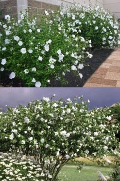 Diana White Rose Of Sharon (Althea) - Hibiscus Syriacus - 1 Gallon Pot -Garden Plants Shop hibiscus syriacus diana rose of sharon 4