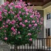 Lucy Rose Of Sharon (Single Trunk Tree) - 7 Gallon Pot (4-5') -Garden Plants Shop hibiscus syriacus lucy rose of sharon tree 2
