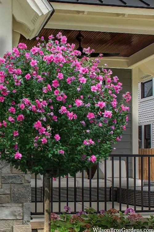 Lucy Rose Of Sharon (Single Trunk Tree) - 7 Gallon Pot (4-5') 3 Lucy Rose Of Sharon (Single Trunk Tree) - 7 Gallon Pot (4-5')