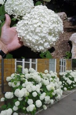 Annabelle Hydrangea - 3 Gallon Pot -Garden Plants Shop hydrangea annabelle 2 500x750 1
