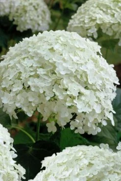 Annabelle Hydrangea - 3 Gallon Pot -Garden Plants Shop hydrangea arborescens annabelle 10