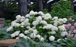 Annabelle Hydrangea - 3 Gallon Pot -Garden Plants Shop hydrangea arborescens annabelle 11