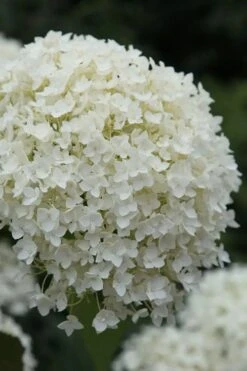 Annabelle Hydrangea - 3 Gallon Pot -Garden Plants Shop hydrangea arborescens annabelle 12