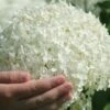 Annabelle Hydrangea - 3 Gallon Pot -Garden Plants Shop hydrangea arborescens annabelle 21 1