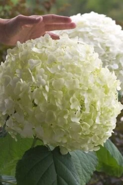 Incrediball Smooth Hydrangea - 3 Gallon Pot 14 Incrediball Smooth Hydrangea - 3 Gallon Pot -Garden Plants Shop hydrangea arborescens incrediball 10