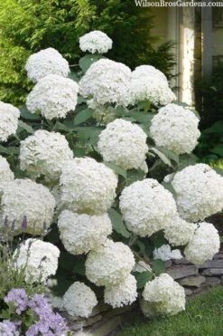 Incrediball Smooth Hydrangea - 3 Gallon Pot 12 Incrediball Smooth Hydrangea - 3 Gallon Pot -Garden Plants Shop hydrangea arborescens incrediball 16