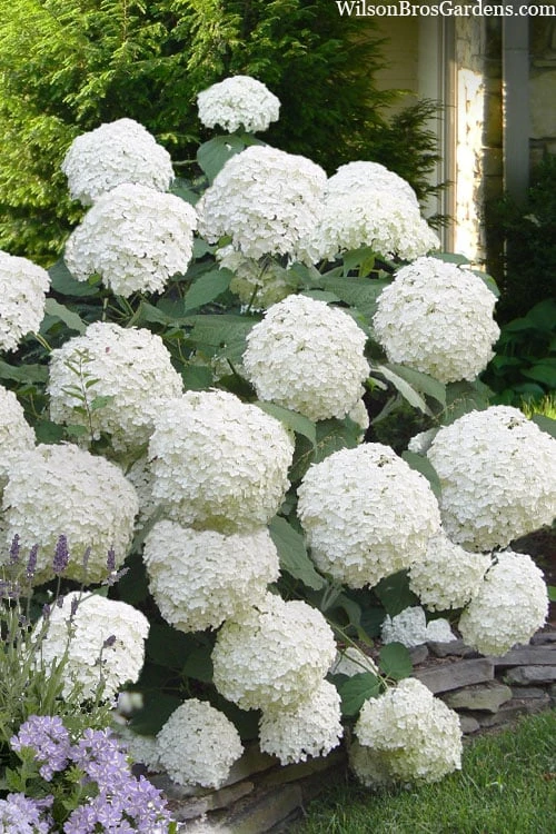 Incrediball Smooth Hydrangea - 3 Gallon Pot 6 Incrediball Smooth Hydrangea - 3 Gallon Pot - Image 4