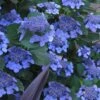 Bluebird Hydrangea - 3 Gallon Pot -Garden Plants Shop hydrangea bluebird 21