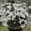 Fairytrail Bride Cascade Hydrangea - 2 Gallon Pot -Garden Plants Shop hydrangea fairytrail bride 11