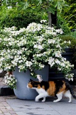 Fairytrail Bride Cascade Hydrangea - 1 Gallon Pot -Garden Plants Shop hydrangea fairytrail bride 7 2