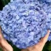 Big Daddy Hydrangea - 7 Gallon Pot -Garden Plants Shop hydrangea macrophylla big daddy 101
