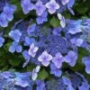 Blue Wave Lacecap Hydrangea - 3 Gallon Pot -Garden Plants Shop hydrangea macrophylla blue wave 23