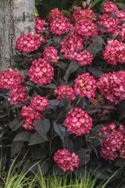 Eclipse Bigleaf Hydrangea - 3 Gallon Pot -Garden Plants Shop hydrangea macrophylla eclipse 3