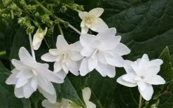 Fuji Waterfall Hydrangea - 1 Gallon Pot 11 Fuji Waterfall Hydrangea - 1 Gallon Pot -Garden Plants Shop hydrangea macrophylla fuji waterfall 2 1