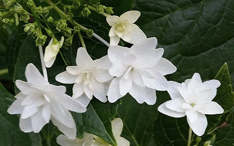 Fuji Waterfall Hydrangea - 1 Gallon Pot 6 Fuji Waterfall Hydrangea - 1 Gallon Pot - Image 4