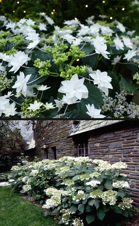 Fuji Waterfall Hydrangea - 3 Gallon Pot 7 Fuji Waterfall Hydrangea - 3 Gallon Pot - Image 5