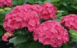 Let's Dance 'Big Band' Dwarf Hydrangea - 3 Gallon Pot -Garden Plants Shop hydrangea macrophylla lets dance big band 1
