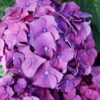Let's Dance 'Big Band' Dwarf Hydrangea - 3 Gallon Pot -Garden Plants Shop hydrangea macrophylla lets dance big band 2