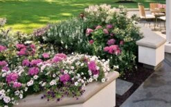 Let's Dance 'Big Band' Dwarf Hydrangea - 3 Gallon Pot -Garden Plants Shop hydrangea macrophylla lets dance big band 3