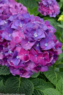 Let's Dance 'Big Band' Dwarf Hydrangea - 3 Gallon Pot -Garden Plants Shop hydrangea macrophylla lets dance big band 5