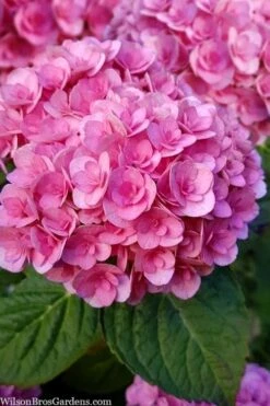 Love Hydrangea - 3 Gallon Pot -Garden Plants Shop hydrangea macrophylla love 1