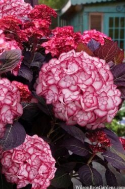 Miss Saori Hydrangea - 1 Gallon Pot -Garden Plants Shop hydrangea macrophylla miss saori 15