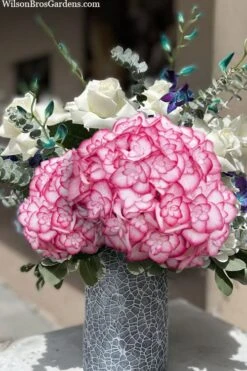 Miss Saori Hydrangea - 1 Gallon Pot -Garden Plants Shop hydrangea macrophylla miss saori 20