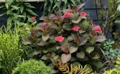 Miss Saori Hydrangea - 1 Gallon Pot -Garden Plants Shop hydrangea macrophylla miss saori 9