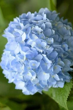 Penny Mac Hydrangea - 3 Gallon Pot -Garden Plants Shop hydrangea macrophylla penny mac 21