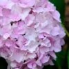 Penny Mac Hydrangea - 3 Gallon Pot -Garden Plants Shop hydrangea macrophylla penny mac 22