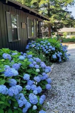 Penny Mac Hydrangea - 2 Gallon Pot 11 Penny Mac Hydrangea - 2 Gallon Pot -Garden Plants Shop hydrangea macrophylla penny mac 23 1