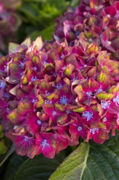 Pistachio Hydrangea - 3 Gallon Pot -Garden Plants Shop hydrangea macrophylla pistachio 2