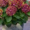 Pistachio Hydrangea - 5 Gallon Pot -Garden Plants Shop hydrangea macrophylla pistachio 4 1